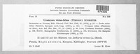 Uromyces viciae-fabae image